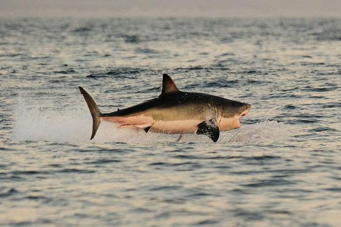 Great white sharks fitted with cameras on their dorsal fins have been filmed for the first time stalking prey in dense kelp forests long thought to be no-go zones for the top-level predators