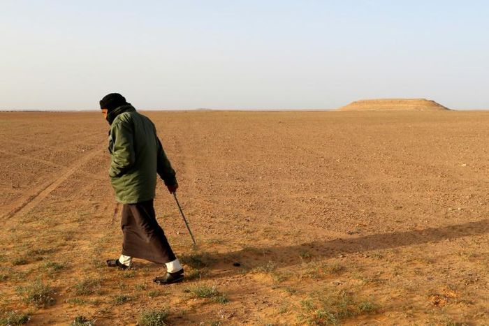 White truffle hunters comb the desert in Libya for the fungus known locally as "Terfas" which grows under the sand nurtured by the combined effect of rain and cold temperatures at night