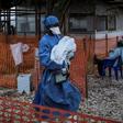 More than 1,000 people are now known to have been infected during the eight-month-old epidemic, almost two-thirds of whom have died, according to the country's health ministry