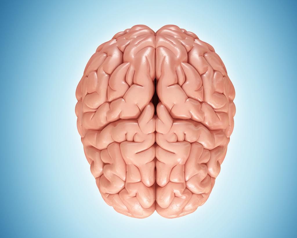 Human brain, illustration