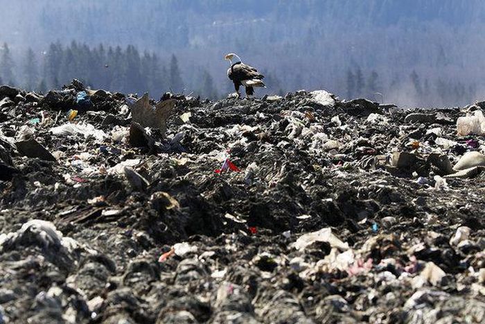 Bald eagles, symbol of America, are dumping trash on the Seattle suburbs