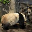 Female panda Bai Yun (R) and male panda Gao Gao (L) view each other through a screened gate between their exhibits on April 15, 2011 at the San Diego Zoo