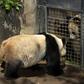 Female panda Bai Yun (R) and male panda Gao Gao (L) view each other through a screened gate between their exhibits on April 15, 2011 at the San Diego Zoo