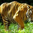 Tigers are considered critically endangered in Malaysia