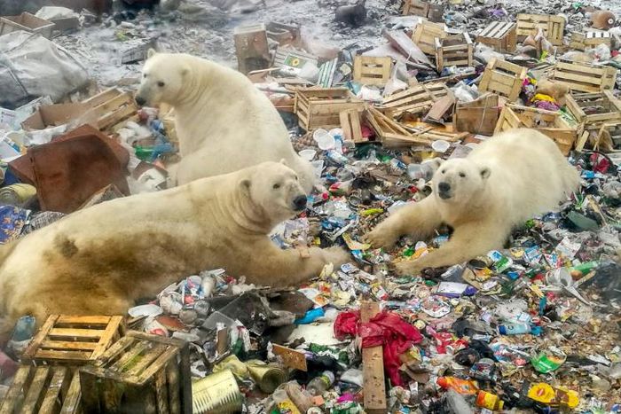 More than 50 polar bears approached the far northern village of Belushya Guba where the animals feasted on food waste at a rubbish dump