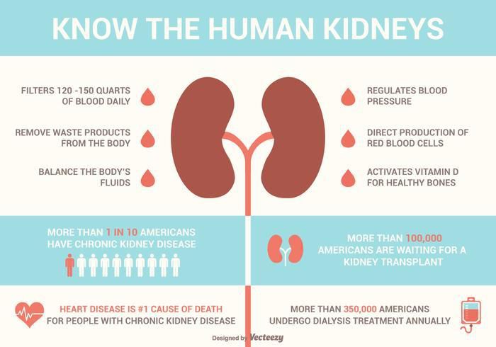 Kidney facts that you need to know on World Kidney Day 2019 [Credit: Vecteezy]