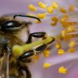 To save the bees, 10 percent of green spaces in Bavaria will have to be turned into flowering meadows, and rivers and streams better protected from pesticides and fertilisers