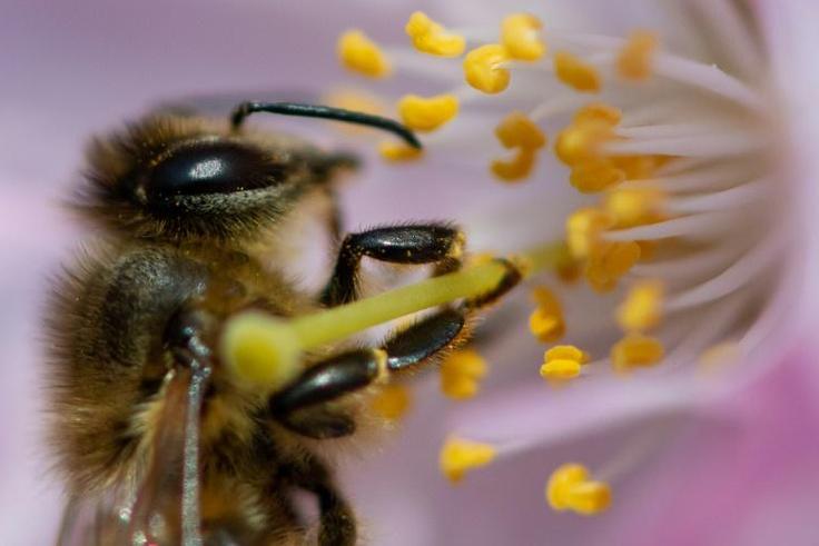 To save the bees, 10 percent of green spaces in Bavaria will have to be turned into flowering meadows, and rivers and streams better protected from pesticides and fertilisers