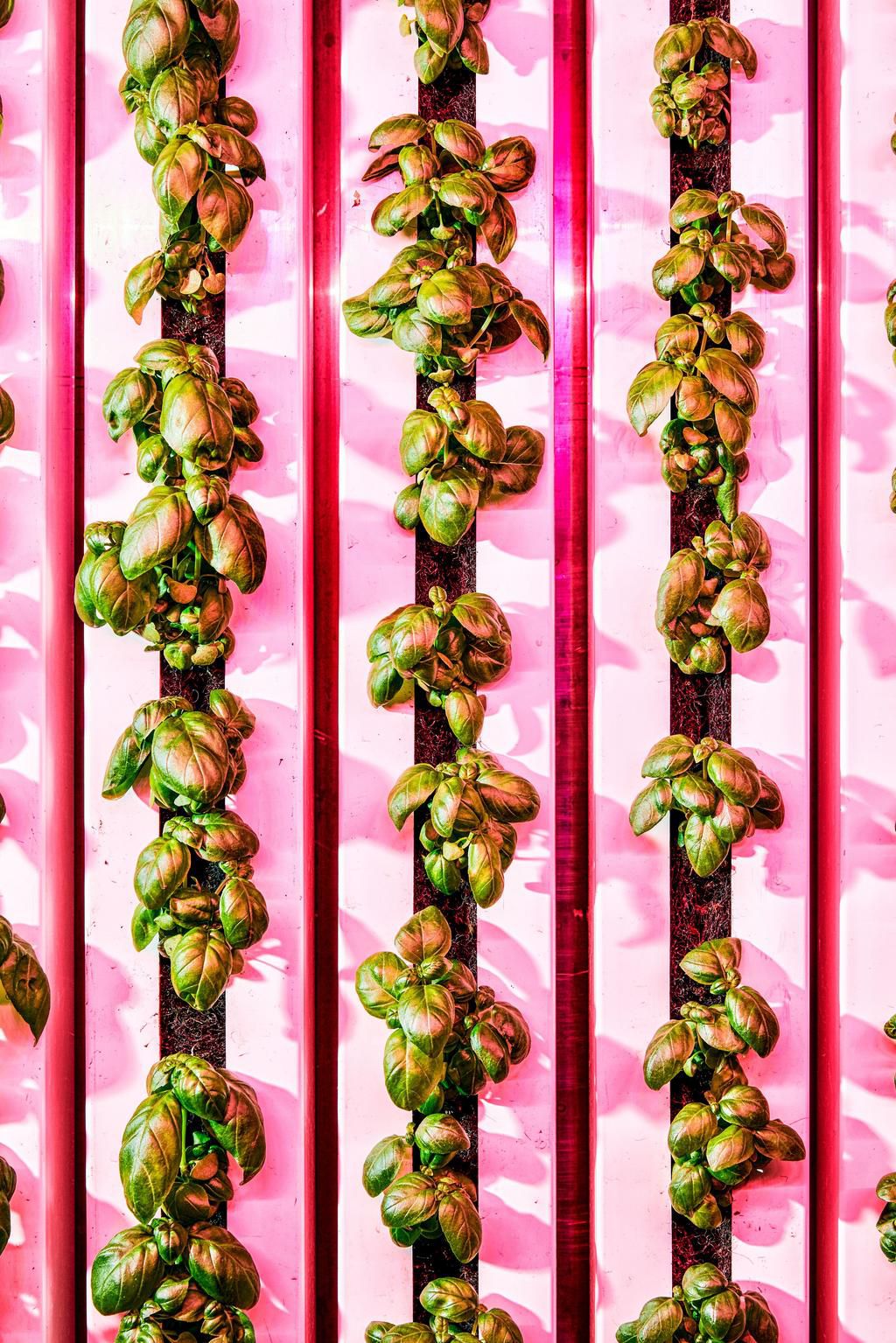 Who Will Save the Future of Food?