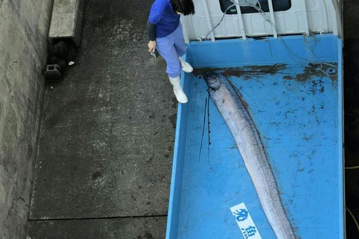 Oarfish live between 200 and 1,000 metres below the surface of the Pacific and the Indian Oceans and their serpentine bodies with red fins give them a dragon-like appearance