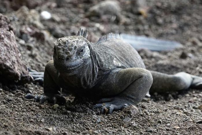 Iguanas are among the unique creatures inhabiting the Galapagos Islands whose existence is threatened by plastic waste