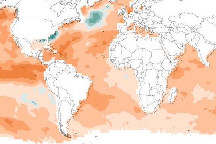 Ocean heat waves are threatening marine life