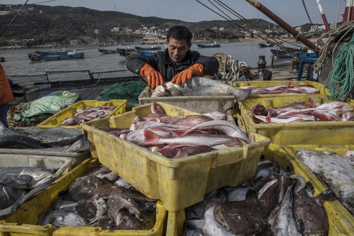 The World Is Losing Fish to Eat as Oceans Warm, Study Finds