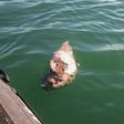 This picture released by the Sea Shepherd environmental organization shows a dead vaquita marina porpoise in the Gulf of California -- the species is critically endangered
