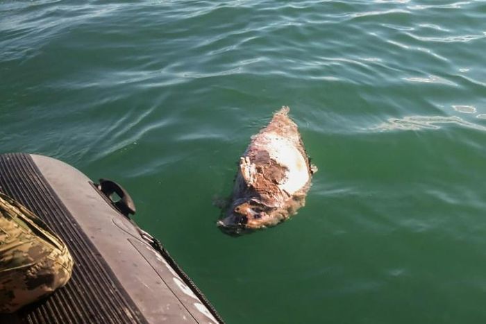 This picture released by the Sea Shepherd environmental organization shows a dead vaquita marina porpoise in the Gulf of California -- the species is critically endangered