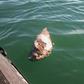 This picture released by the Sea Shepherd environmental organization shows a dead vaquita marina porpoise in the Gulf of California -- the species is critically endangered