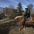 Central Park Detective Retires With the Horse He Rode in On