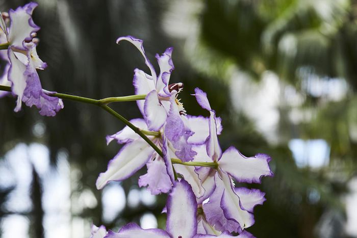 Seduced by Singapore's Charismatic Orchids