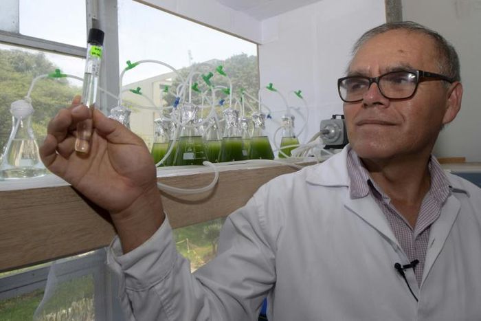 Peruvian biologist Enoc Jara is leading a team of scientists fortifying algae in order to combat water pollution