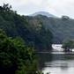 Gabon, 80-percent covered by forest, has banned exploitation of the 'sacred' kevazingo wood