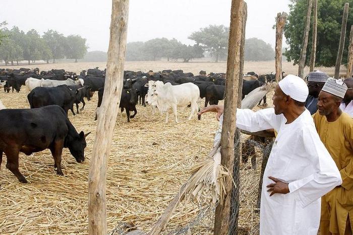 Going to Daura, Kastina state is one thing President Buhari loves to do during his vacation.