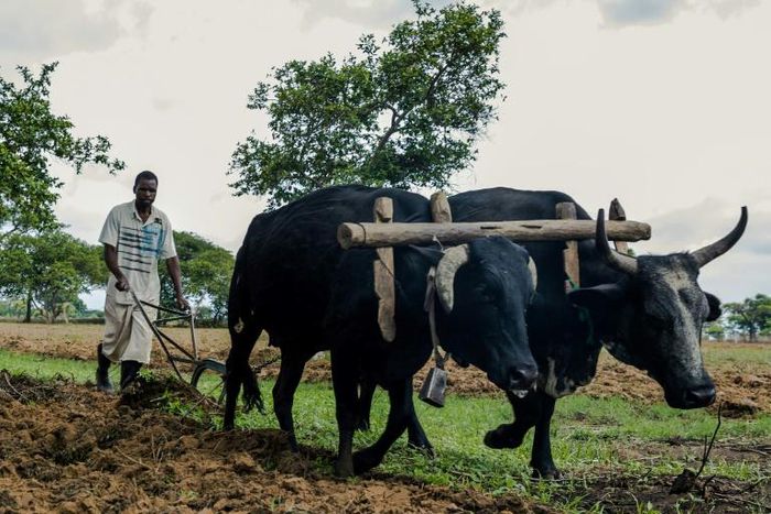 Land redistribution was touted by Robert Mugabe as the redressment of historic injustice -- critics say it destroyed skills and capital, wrecking Zimbabwe's agriculture