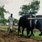 Land redistribution was touted by Robert Mugabe as the redressment of historic injustice -- critics say it destroyed skills and capital, wrecking Zimbabwe's agriculture