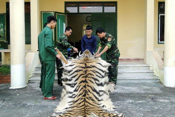 A tiger skin can fetch up to $6,000 in Vietnam and as much as $10,000 in China, according to Vietnamese state media