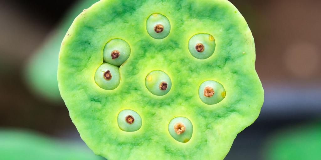 Watch Dr. Pimple Popper Drain These Blackheads With Just a Little Bit ...
