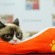 Grumpy Cat, whose real name is Tardar Sauce, found fame when a photo of her as a kitten was posted on Reddit in September 2012