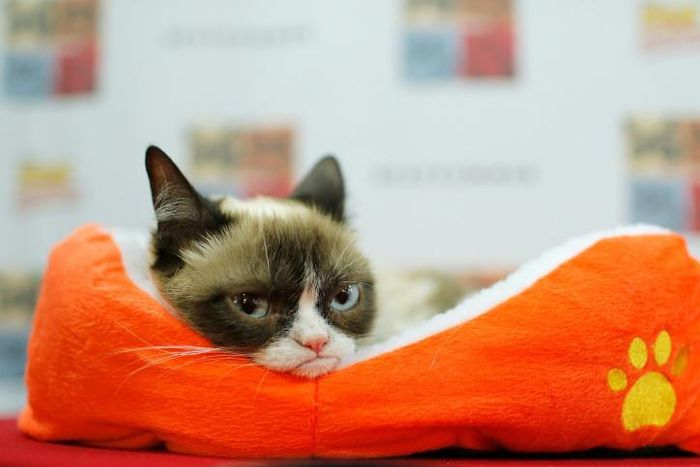 Grumpy Cat, whose real name is Tardar Sauce, found fame when a photo of her as a kitten was posted on Reddit in September 2012