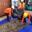 Vietnam confirmed the haul and also announced a separate seizure of 8.3 tonnes of pangolin scales from 'an African country' in the northern Haiphong port