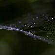 The Japanese defendant was arrested for smuggling 248 invertebrates out of Ecuador
