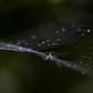 The Japanese defendant was arrested for smuggling 248 invertebrates out of Ecuador