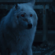 GoT Fans Hate How Jon Snow Left Ghost