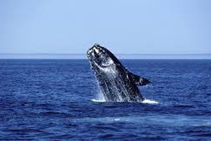 Where did the right whales go?