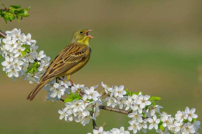 The ortolan bunting, like one seen here in Lithuania, is a prized delicacy in France
