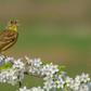 The ortolan bunting, like one seen here in Lithuania, is a prized delicacy in France