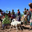 Traditional Samburu tribeswomen gather their goats to sell at Merille livestock market, some 411km north of Nairobi in Kenya's Marsabit county