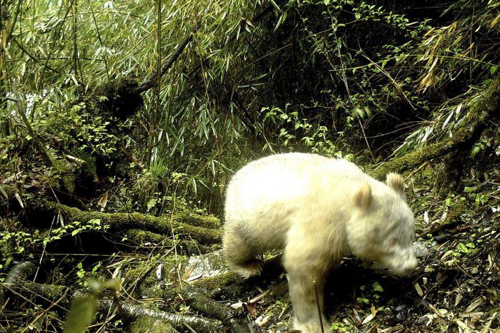 White Panda Is Spotted in China for the First Time