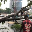 Heavy rainfall fell some trees in Lagos on Monday, May 20, 2019, worsening the traffic situation in the state [Twitter/@lasemasocial]