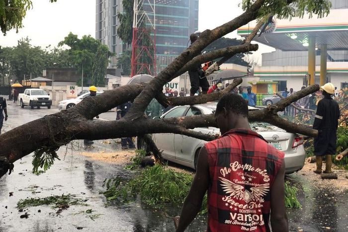 Heavy rainfall fell some trees in Lagos on Monday, May 20, 2019, worsening the traffic situation in the state [Twitter/@lasemasocial]