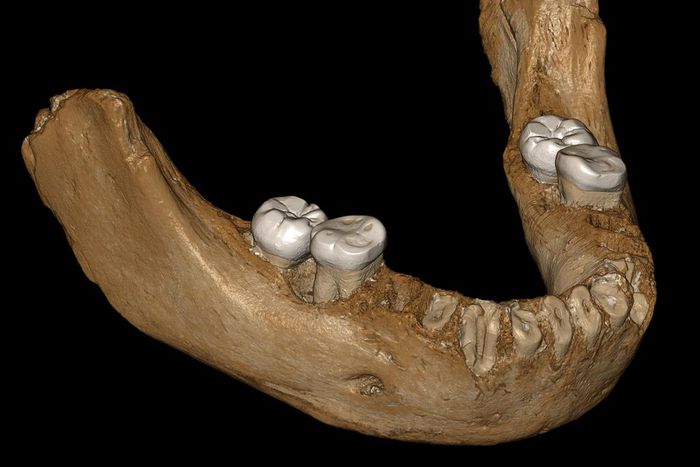 Denisovan Jawbone Discovered in a Cave in Tibet