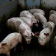 Frankenswine: Experts said the study threw into question at what point an animal, or even humans, are dead
