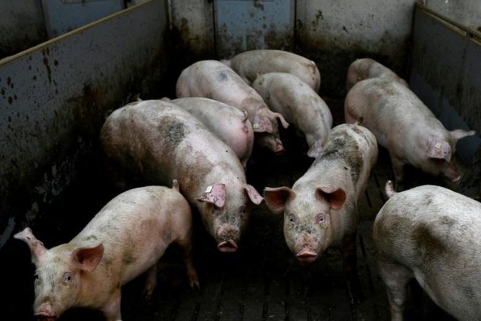 Frankenswine: Experts said the study threw into question at what point an animal, or even humans, are dead