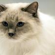 Pet cats allowed outdoors are nearly three times as likely to become infected with pathogens or parasites than those confined to quarters