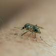 The Center for Malaria Studies in Caracas treats the mosquito-borne illness in a country suffering with acute shortages of medicine and other basic necessities