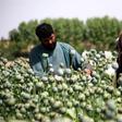 The sight of a seemingly endless expanse of opium-producing flowers is common across rural Afghanistan