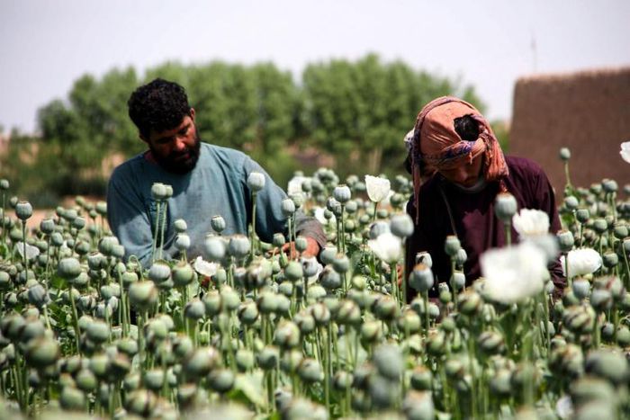 The sight of a seemingly endless expanse of opium-producing flowers is common across rural Afghanistan