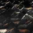 Wild horses run through the village of Rocio during the annual "Saca de las Yeguas" (round up of the wild mares) in Almonte, Spain